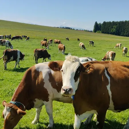 Haus Margit * Berndorf bei Salzburg