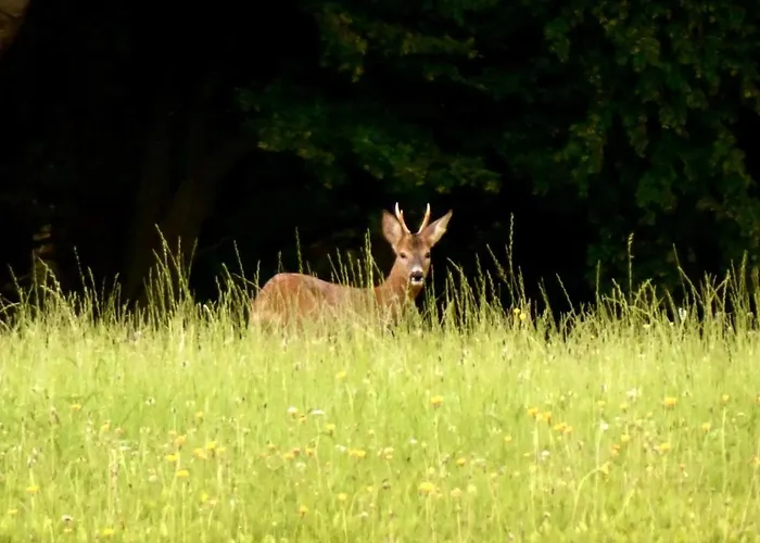 Tatil Evi Haus Margit