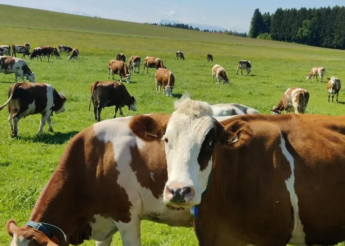Haus Margit * Berndorf bei Salzburg